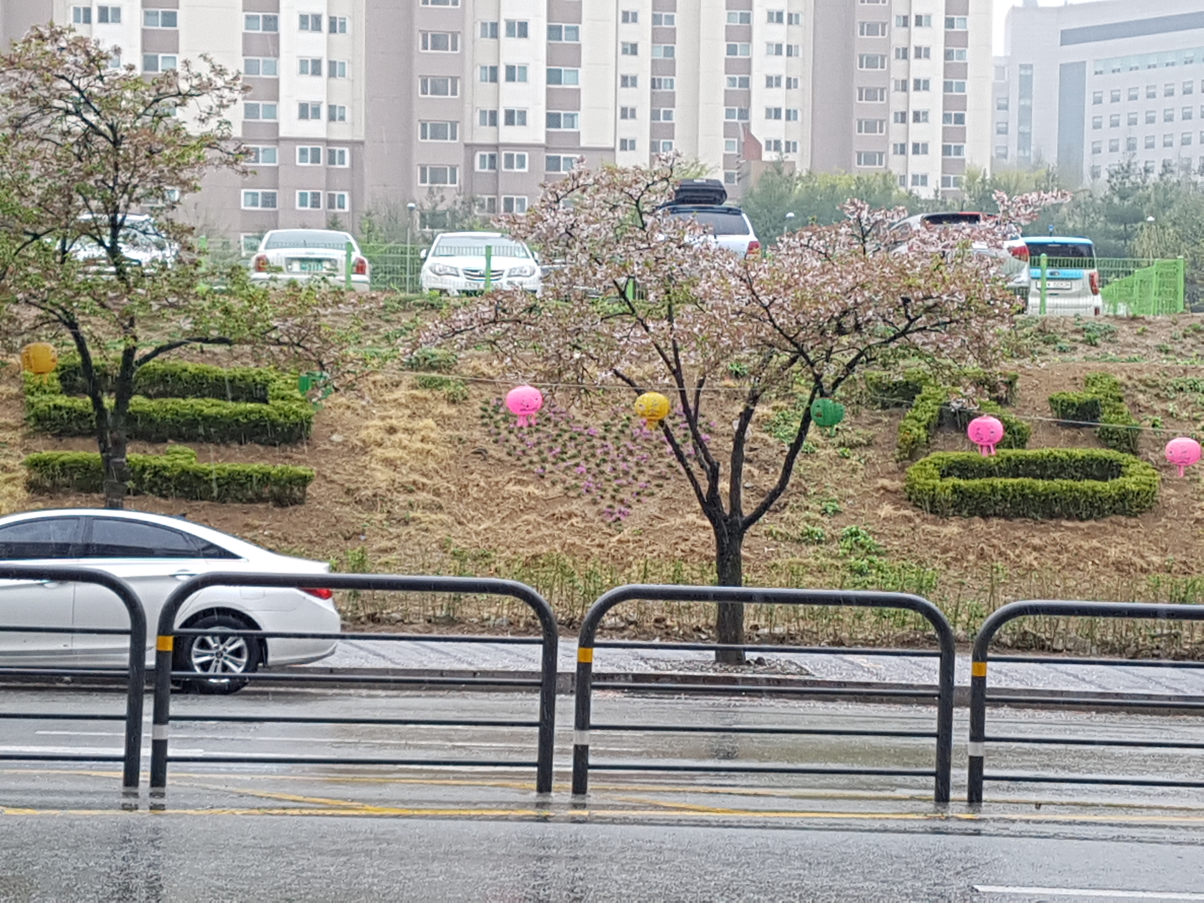 보정사랑 식재 사진