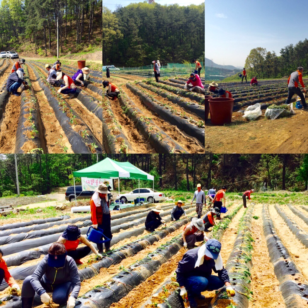 고구마순 심기 사진