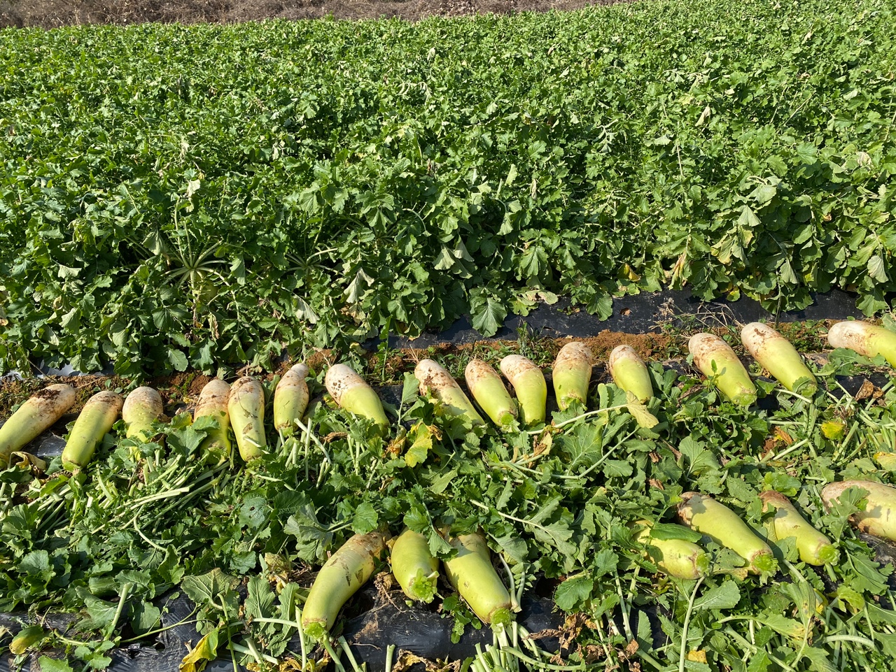 신갈동 소외계층 나눔 김장봉사-무뽑기 사진