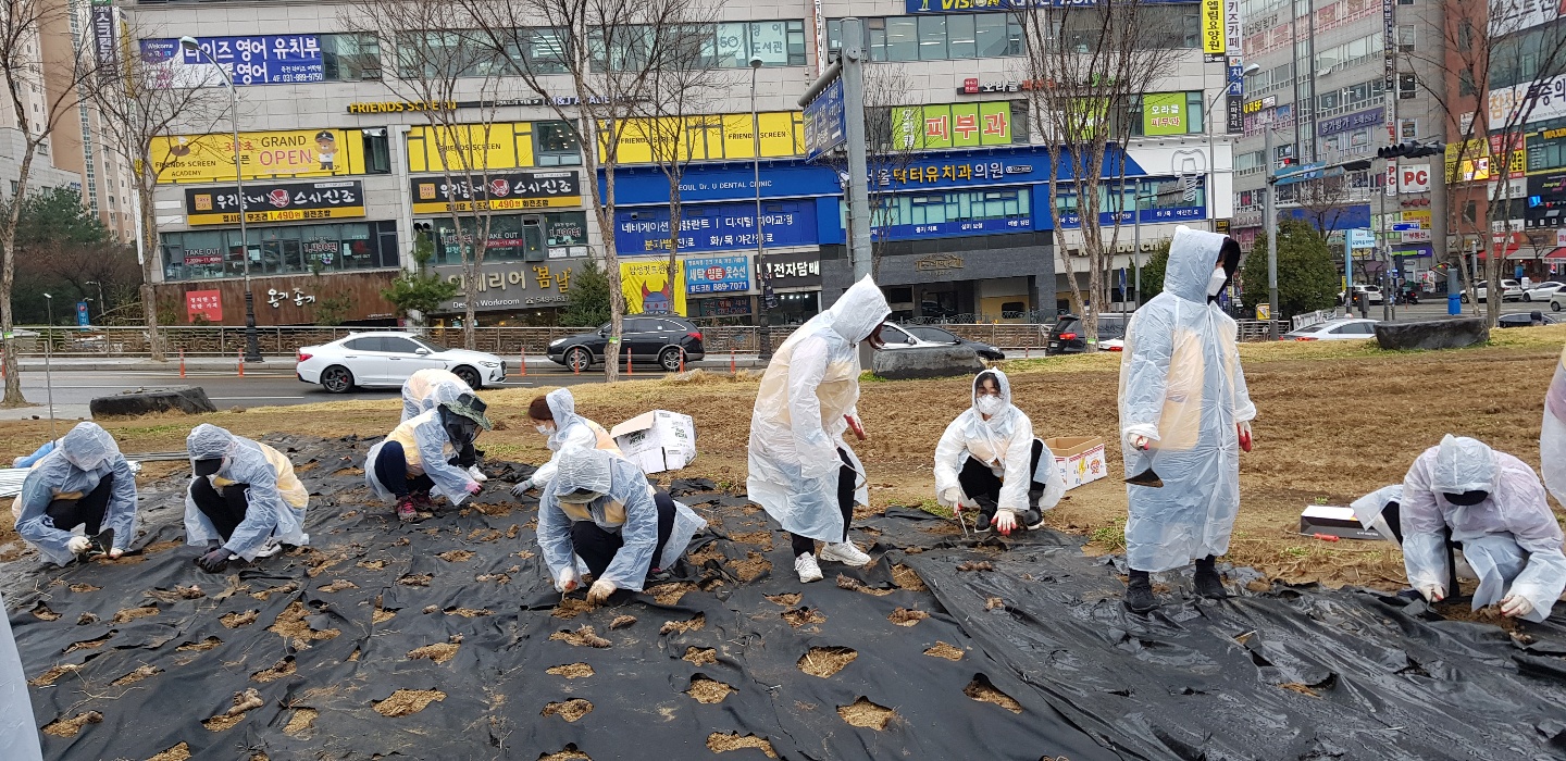 2022년 봄맞이 칸나 심기 사진