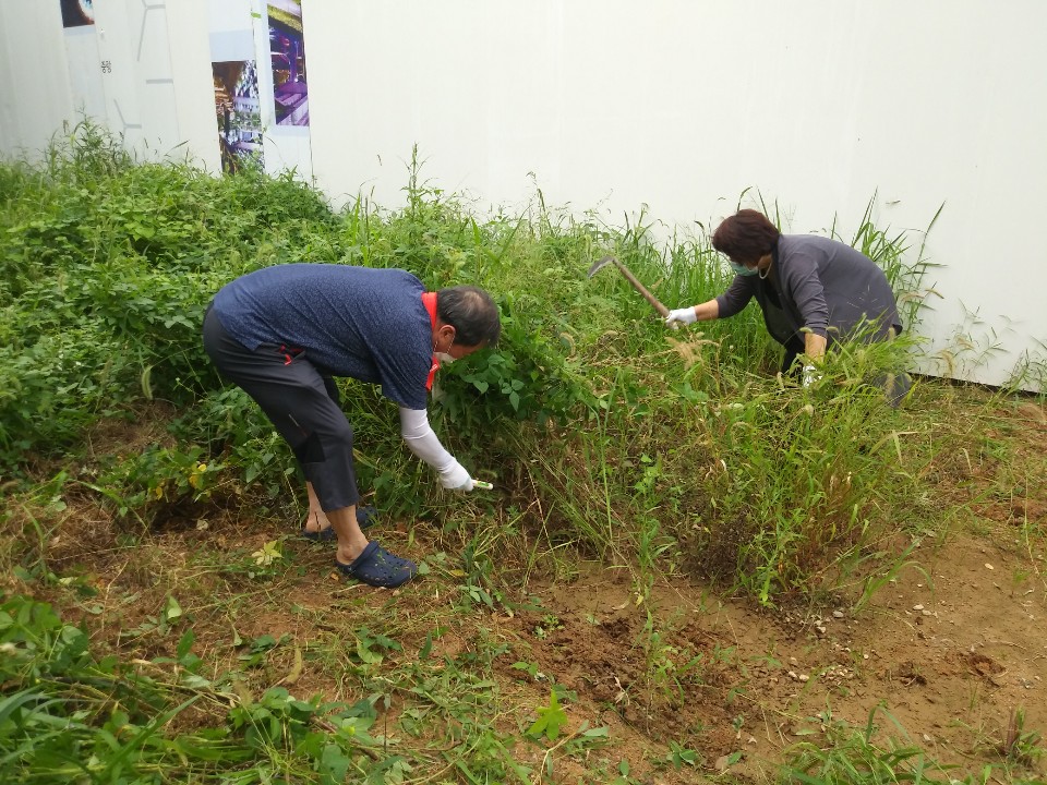 잡풀제거및 오이모종심기 사진